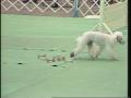 Video: [News Clip: Dog show]
