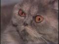 Video: [News Clip: Cat show]