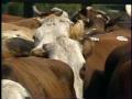 Video: [News Clip: Cattle disease]