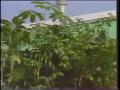 Video: [News Clip: Plants weekday]