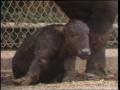 Video: [News Clip: Zoo babies]