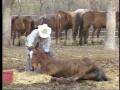 Video: [News Clip: Horse trial]