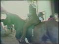 Video: [News Clip: Horse Show]