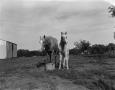 Photograph: [Horse next to a foal]