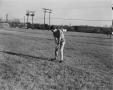 Photograph: [Man golfing in a field]