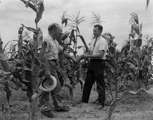 Primary view of object titled '[Bob Walsh in a cornfield]'.