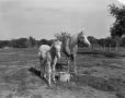 Photograph: [Photograph of Bob Gould's horses]