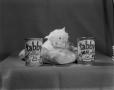 Photograph: [Tabby Cat Food advertising]