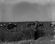 Photograph: [Bob Walsh with cows]