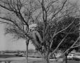 Photograph: [Man in a tree]
