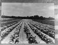 Photograph: [Cotton field]