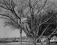 Photograph: [Man in tree]