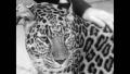 Video: [News Clip: Domesticated leopard]
