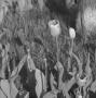 Photograph: [Photograph of tulips]