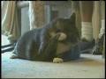 Video: [News Clip: Fat Cats]
