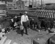 Photograph: [Bob Etheridge with cattle]