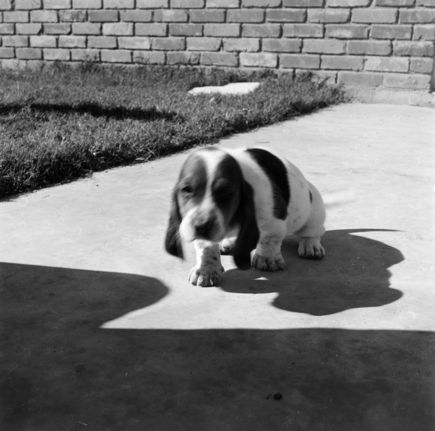 Med det samme Ekstrem fattigdom Forvirre Basset Hound puppy] - The Portal to Texas History