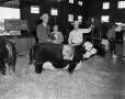 Thumbnail image of item number 1 in: '[Photo of stock show]'.