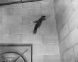 Thumbnail image of item number 1 in: '[Squirrel on the ceiling photo]'.