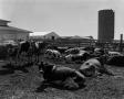 Primary view of [Cattle in a pen]