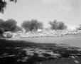 Photograph: [Crowd at golf course]