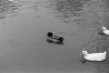 Photograph: [Photograph of three ducks]