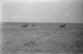 Photograph: [Photograph of horses running]