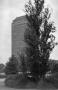 Photograph: [Photograph of a tall building obscured by a tree]