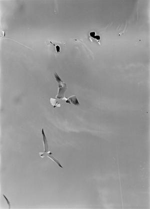 Primary view of object titled '[Photograph of seagulls in flight, 2]'.