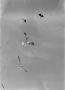 Thumbnail image of item number 1 in: '[Photograph of seagulls in flight, 2]'.