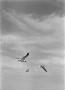 Photograph: [Photograph of seagulls flying]