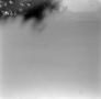 Thumbnail image of item number 1 in: '[Photograph of trees, overexposed]'.