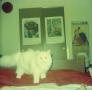 Primary view of [Photograph of a white cat on a bed]