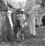 Photograph: [Photograph of two men standing by an elephant]