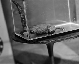 Primary view of object titled '[Gila monster in glass cage]'.