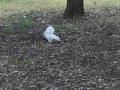 Thumbnail image of item number 1 in: '[Albino squirrel on campus]'.