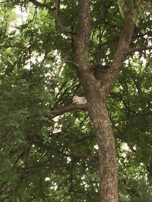 Primary view of object titled '[Albino squirrel in tree on campus]'.