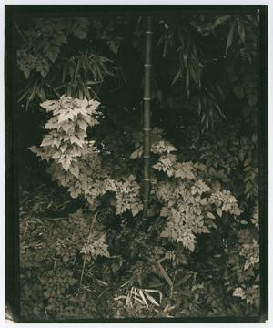 Se ve un trozo de bambú negro, rodeado de hojas diferentes.