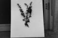 Photograph: [Photograph of a butterfly and flowers mounted on a board]