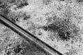 Photograph: [Photograph of a portion of a railroad track]