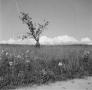 Photograph: [Photograph of a small tree in a field of flowers]