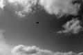 Photograph: [Photograph of a man parachuting]
