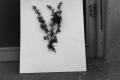 Photograph: [Photograph of a butterfly and flowers mounted on a board, 3]
