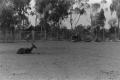 Photograph: [Photograph of deer in an enclosure]