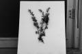 Photograph: [Photograph of a butterfly and flowers mounted on a board, 4]