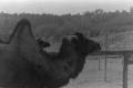 Photograph: [Two camels]