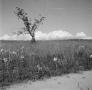 Photograph: [Photograph of a small tree in a field of flowers, 2]