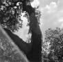 Photograph: [Photograph of a forked tree]