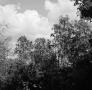 Photograph: [Photograph of trees against a cloudy sky]
