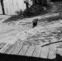 Primary view of [Photograph of a cat outside]